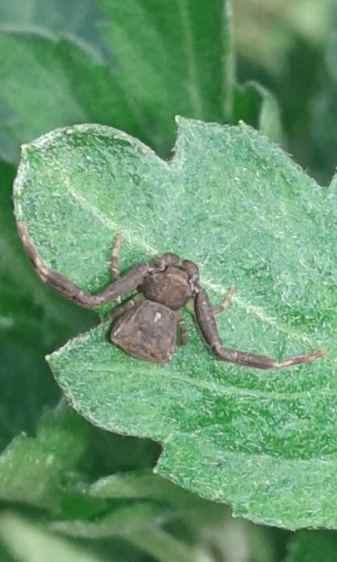 Pistius truncatus (Thomisidae)?  S - prov. PD